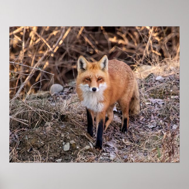 Poster 20x16 Red Fox haut proche et personnel (Devant)