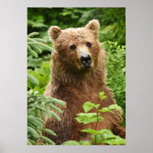 Poster 20x28 (Matte) avec ours grizzli