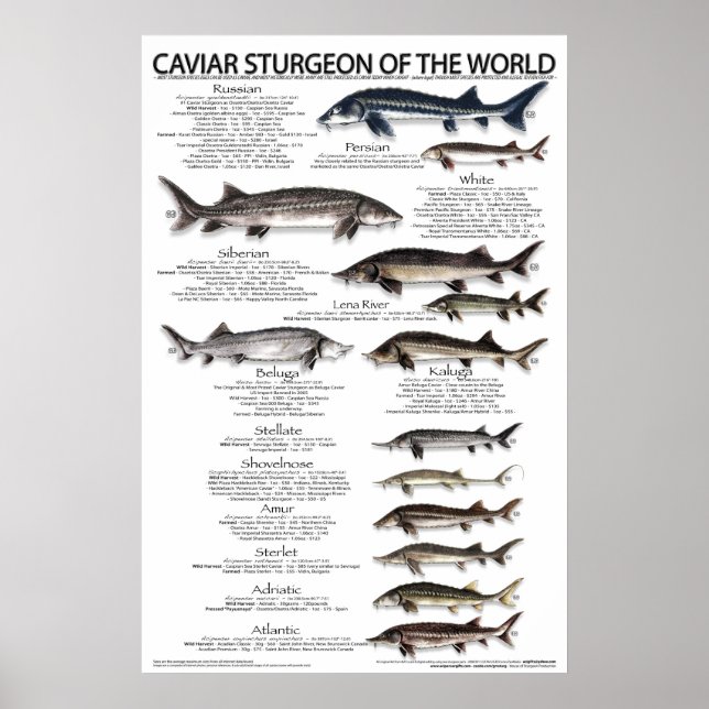 POSTER - 20x30 - KAVIAR STURGEON OF THE WORLD (Vorne)