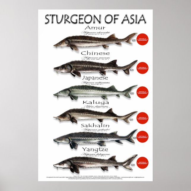 POSTER - 20x30 - STURGEON of ASIA (Vorne)