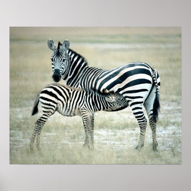 POSTER 24114480 (Devant)