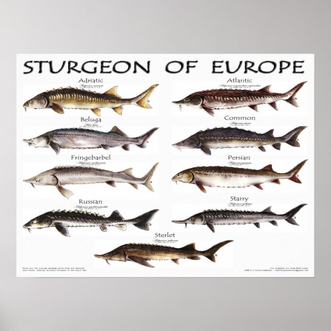 POSTER - 24x18 - STURGEON d'EUROPE -(original) (Devant)