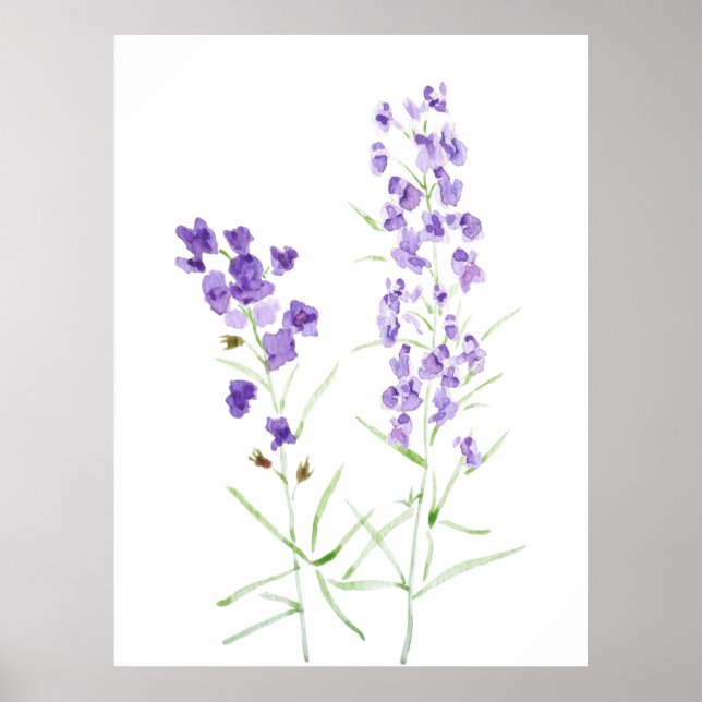 Poster 2 aquarelle fleur sauvage violet (Devant)