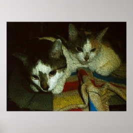 Poster 2 Curieux Chatons