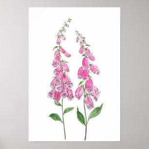 Poster 2 gants de renard roses fleurs fleurissent
