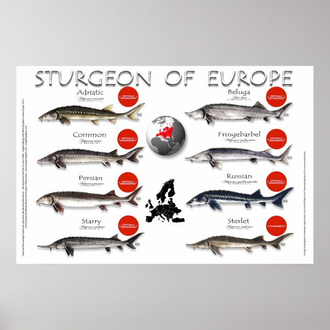 POSTER - 36x24 - STURGEON d'EUROPE (Devant)