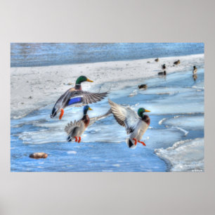 Poster 3 Atterrissage du canard Mallard Photo de la faune