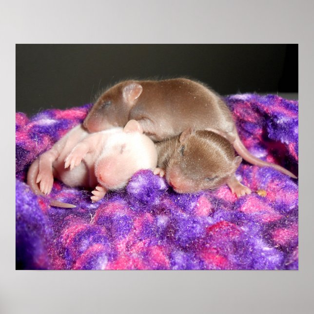Poster: 3 Baby Mice Poster (Vorne)