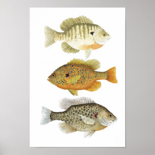 Poster 3 Études sur l'aquarelle du poisson soleil