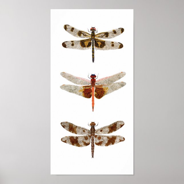 Poster 3 libellules sur toile (Devant)