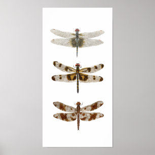 Poster 3 libellules - verticale