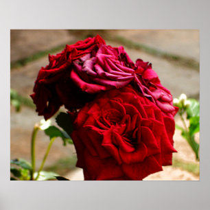 Poster 3 Roses dans l'affiche Bloom