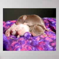 Poster : 3 souris de bébé