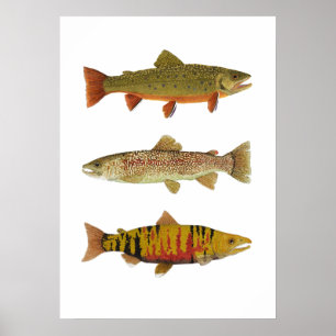 Poster 3 Trout & Saumon Art