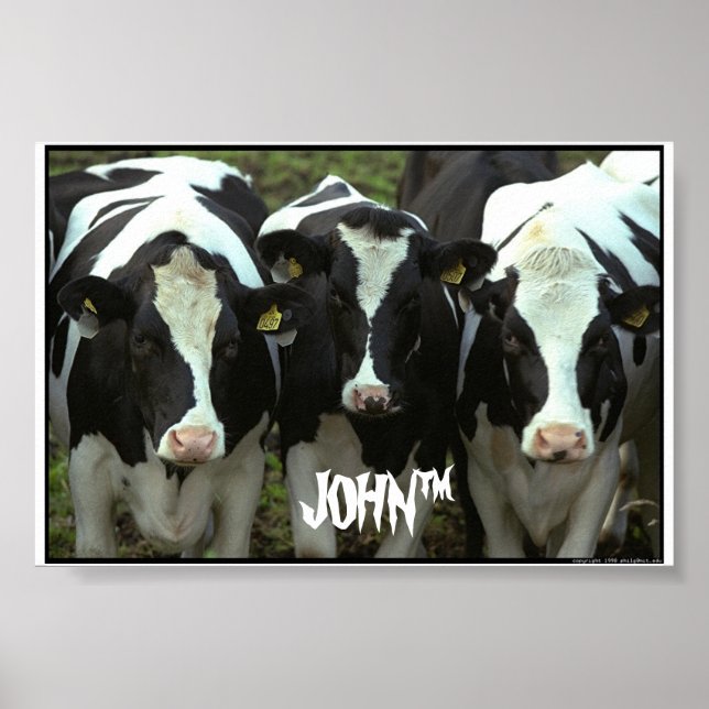 Poster 3 vaches (Devant)