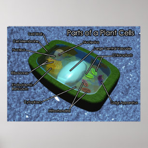 Poster 3D Plant Cell Diagram