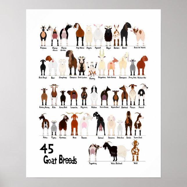 Poster 45 breeds of goats chart (Devant)