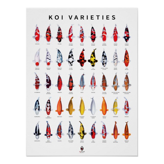 Poster 45 Koi-Typen (Vorderseite)