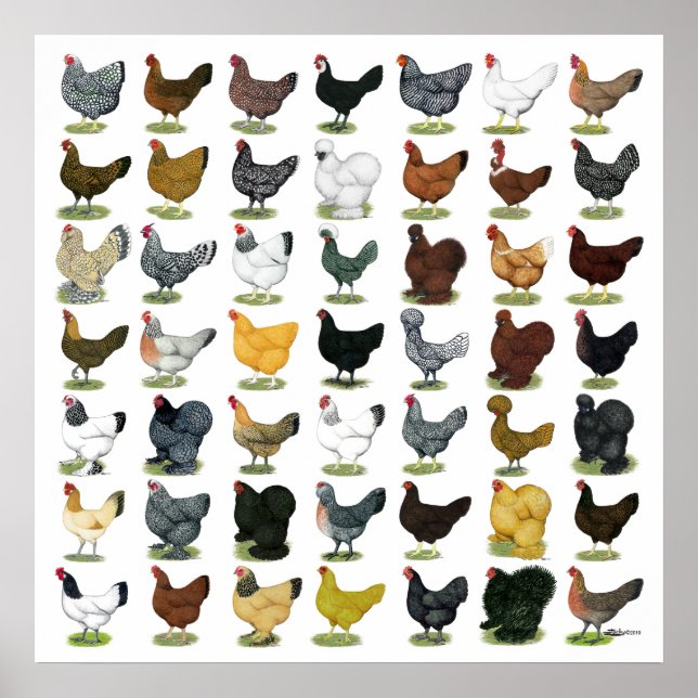 Poster 49 poules de poulet (Devant)