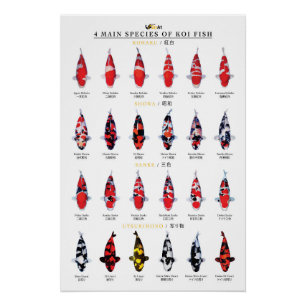 Poster 4 espèces principales de poissons koï