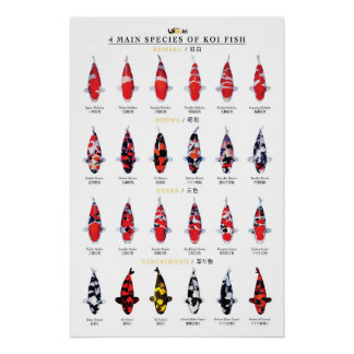 Poster 4 main species of koi fish