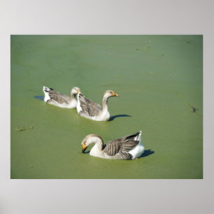 Poster 4 mars_Toile de canards marécages