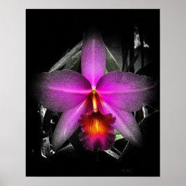 Poster 4x5 Ratio orchidée noire Img5506
