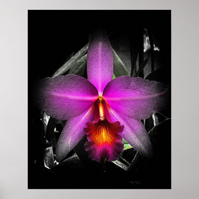 Poster 4x5 Ratio orchidée noire Img5506 (Devant)
