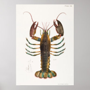 Poster 52 53 homard américain (Homarus americanus) de