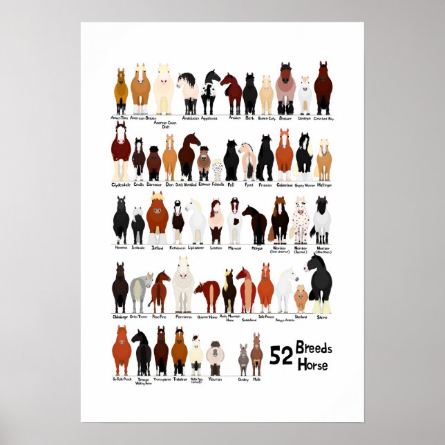 Poster 52 hippocampes (Devant)