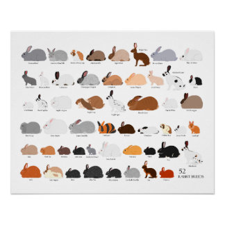 Poster 52 rabbit breeds chart