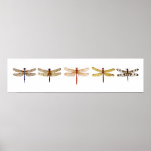 Poster 5 libellules
