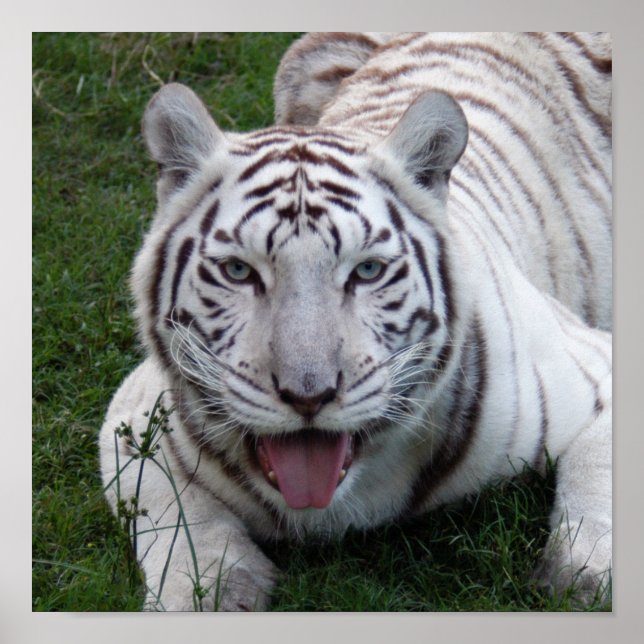 Poster 8,5 x 8,5 Poster/Modèle d'impression (Devant)