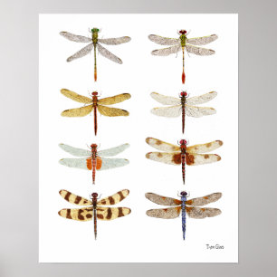 Poster 8 Études sur l'aquarelle des drones