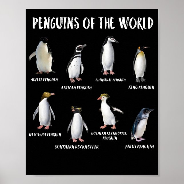 Poster 8 Rares pingouins du monde Animaux amusants (Devant)