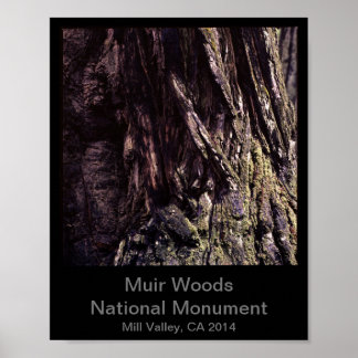 Poster 8x10 - Muir Woods National Monument Color (Dark)