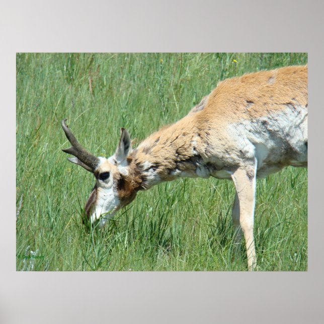 Poster A11 Pronghorn Buck Grazing (Devant)
