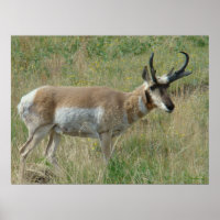 A12 Pronghorn Antelope Buck