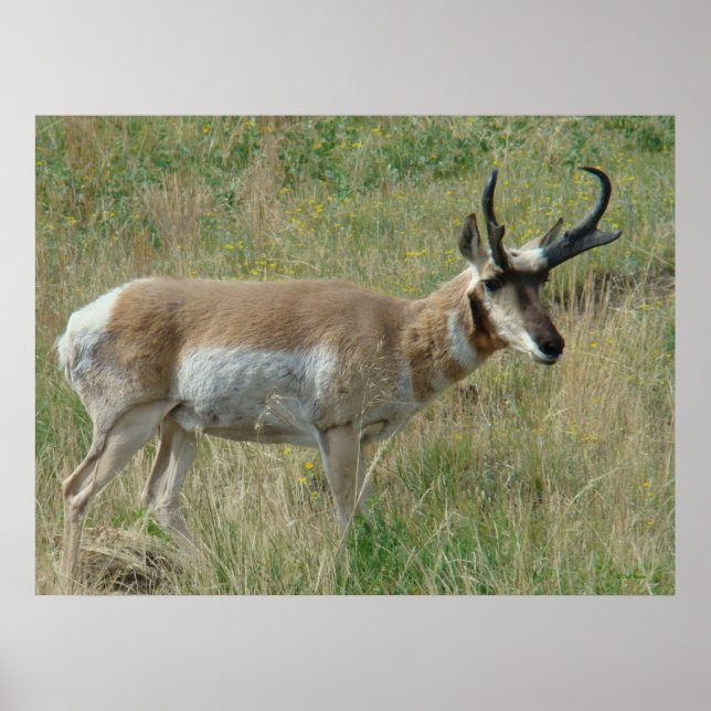 Poster A12 Pronghorn Antelope Buck (Devant)