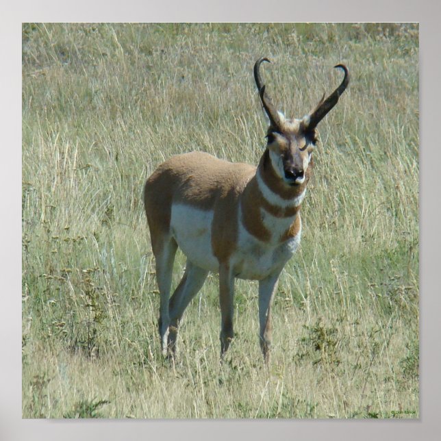 Poster A13 Pronghorn Antelope Buck (Devant)