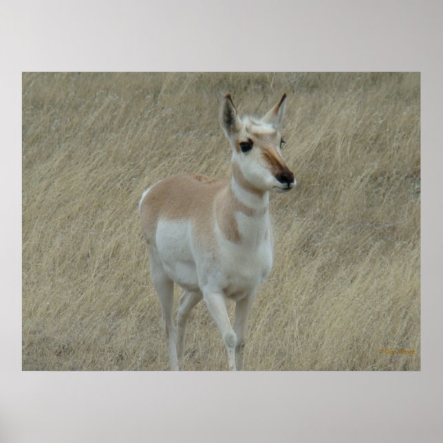 Poster A17 Young Pronghorn Antelope (Devant)