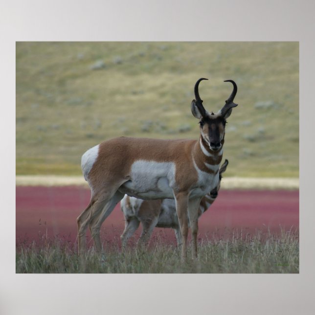 Poster A24 Pronghorn Antelope (Devant)