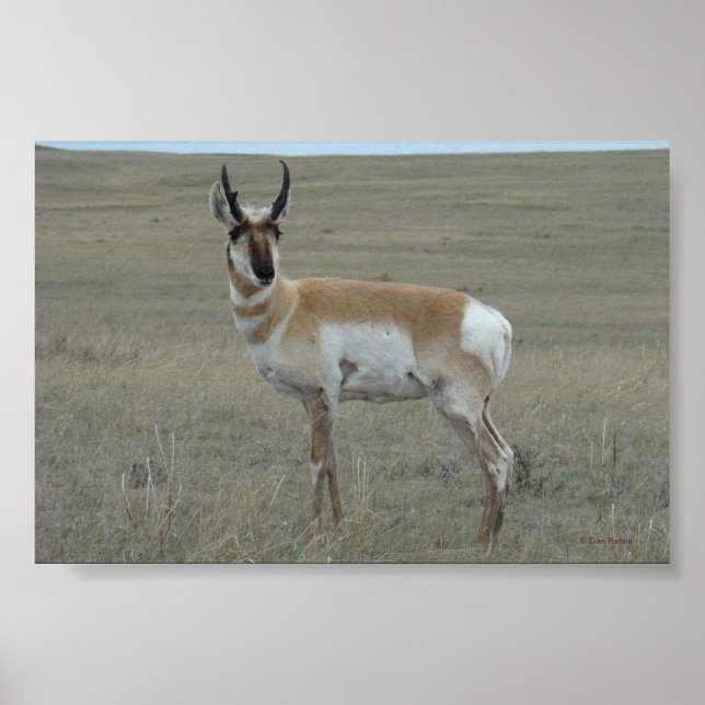 Poster A28 Pronghorn Antelope Young Buck (Devant)