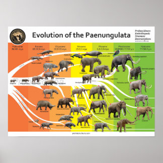 Poster A2 Evolution der Paenungulata