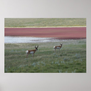 Poster A2 Pronghorn Antelope