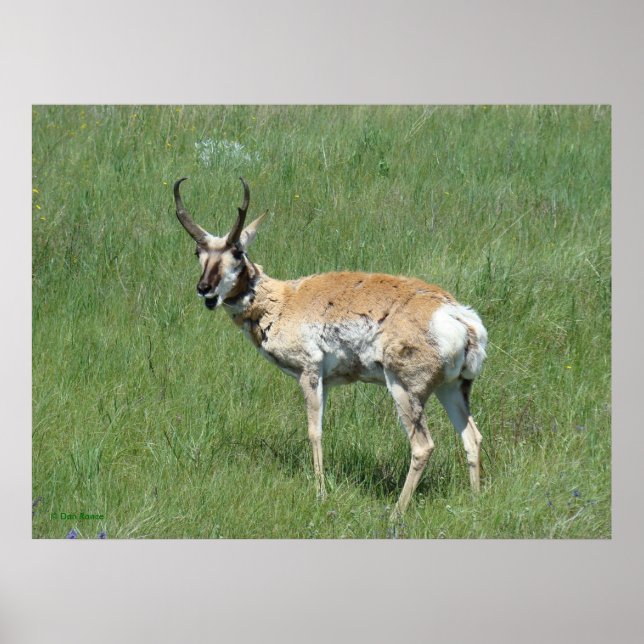 Poster A3 Pronghorn Antelope Cheval Buck (Devant)