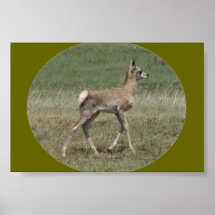 Poster A42 Baby Pronghorn Antelope