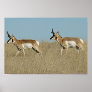 Poster A45 Pronghorn Antelope Bucks