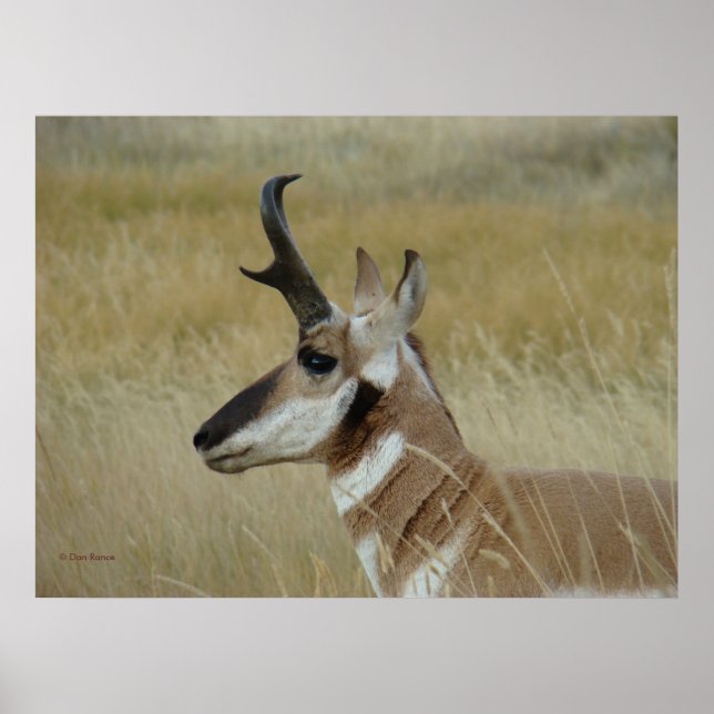 Poster A4 Pronghorn Antelope Young Buck Head Shot Profile (Devant)
