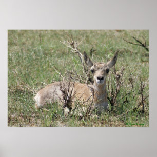 Poster A7 Baby Pronghorn Antelope Tête vers le haut